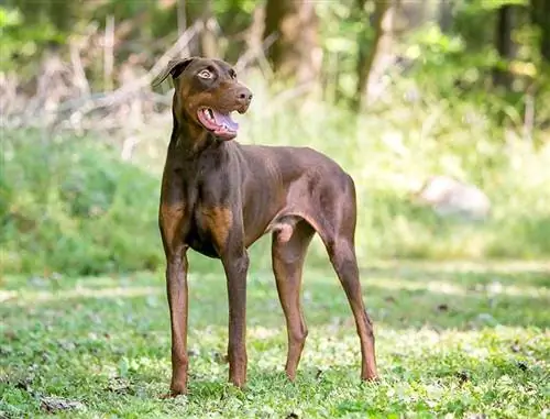 Cik ilgi dzīvo dobermaņi? Vidējais dzīves ilgums, dati & Aprūpe