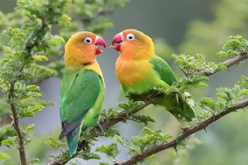 Cik ilgi dzīvo mīlas putni? Vidējais dzīves ilgums, dati & Aprūpe