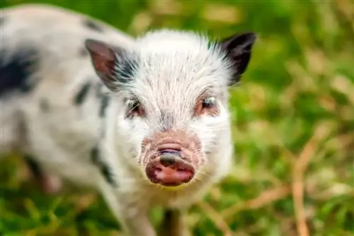 Koliko dugo žive mini svinje? Prosječni životni vijek, Podaci & Njega