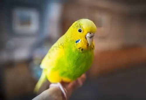 Parakeet Anaishi Muda Gani? Wastani wa Maisha, Data & Care