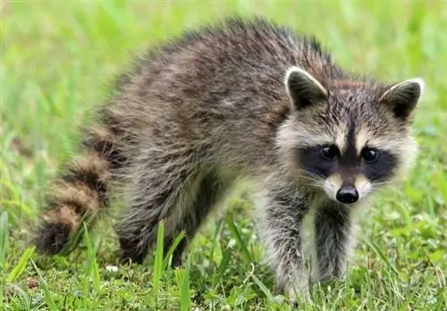 Ilang Porsiyento ng mga Raccoon ang May Rabies? Ano ang Sinasabi ng Mga Istatistika