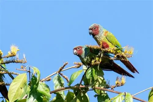 ছবি