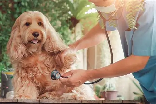 7 ปัญหาสุขภาพ Cockapoo ที่ต้องระวัง