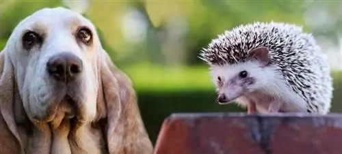 Slažu li se ježevi & Psi se slažu? Činjenice, temperament & Ponašanje