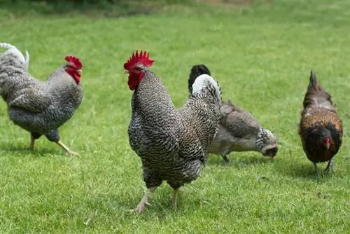 Els pollastres poden menjar cacauets? Prestacions sanitàries & Precaucions