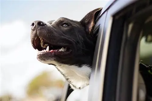 ทำไมสุนัขถึงยื่นหัวออกจากหน้าต่างรถ: สัตวแพทย์ตรวจสอบเหตุผลที่ & เคล็ดลับ
