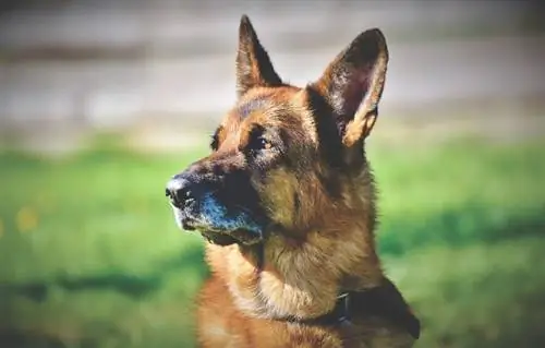 Jusqu'où les chiens peuvent-ils entendre ? Moyenne & Distance maximale