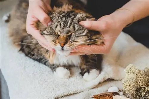 Een kat masseren: 4 tips & Trucs