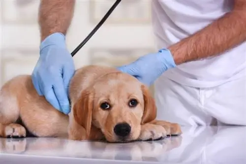 Megmaradt herék (kriptorchidizmus) kutyáknál: Állatorvos által felülvizsgált tünetek, okok & Gondozás