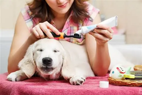 9 najlepších zubných pást pre šteňatá v roku 2023: Recenzie & najlepších