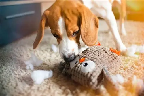 Cum să-ți înveți câinele să nu distrugă jucăriile: 6 metode aprobate de veterinar