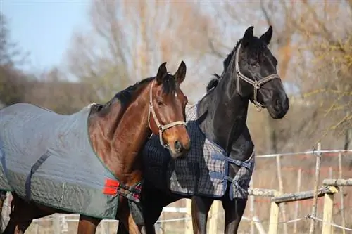 5 meilleures couvertures pour chevaux d'hiver de 2023 - Avis &