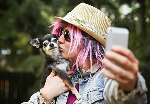 80+ Instagram-tekstitystä koirakuville miellyttääkseen tassuparazzeja
