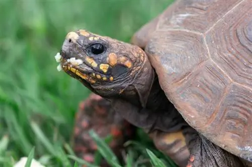 Bisakah Reptil Menjadi Hewan Peliharaan yang Penyayang? Jenis, Fakta & FAQ (Dengan Gambar)