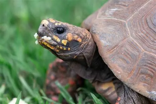 Kunnen reptielen een aanhankelijk huisdier zijn? Typen, feiten & Veelgestelde vragen (met afbeeldingen)