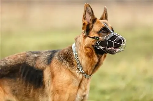 5 Best Dog Muzzles sa 2023 – Mga Review & Top Picks