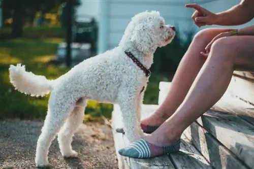 Comment dresser un caniche - 6 étapes simples (guide d'obéissance)