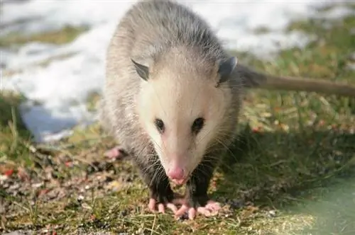 So h alten Sie Opossums vom Katzenfutter fern: 10 narrensichere Tipps