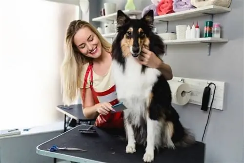 5 Kế hoạch tự làm bàn chải lông cho chó mà bạn có thể thực hiện ngay hôm nay (Có ảnh)
