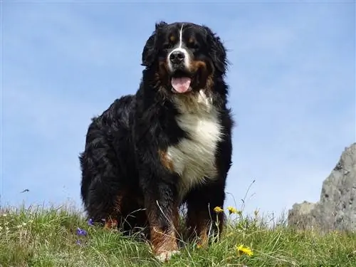 403 imena Bernskih planinskih pasa: Ideje za divovske umiljate pse