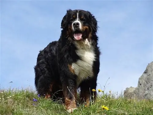 403 Bernese Mountain Dog Names: Tswv yim rau Giant Cuddly Dogs