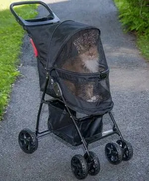 10 Stroller Kucing Terbaik di 2023 – Ulasan & Pilihan Teratas