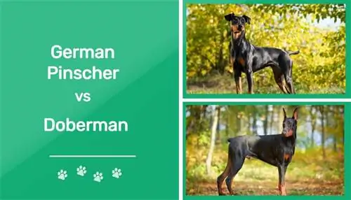 Deutscher Pinscher vs. Dobermann: Die Unterschiede (mit Bildern)