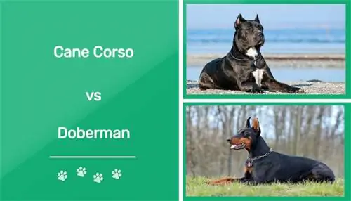 Cane Corso vs Doberman: Qhov txawv (nrog duab)