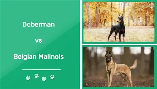 Dobermann vs. Belgischer Malinois: Die Unterschiede (mit Bildern)