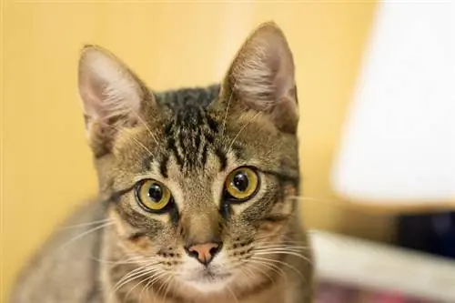 Welche Geräuschpegel sind für Katzen gesund? Vom Tierarzt überprüfter Leitfaden (mit Dezibeltabelle)