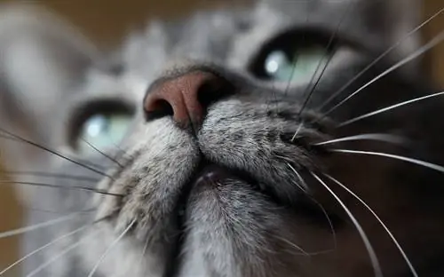 10 lenyűgöző tény a macska orráról: Érzékek, jelek & GYIK