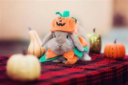 10 fantastiske DIY Halloween kostumer til kaniner, du kan lave i dag (med billeder)