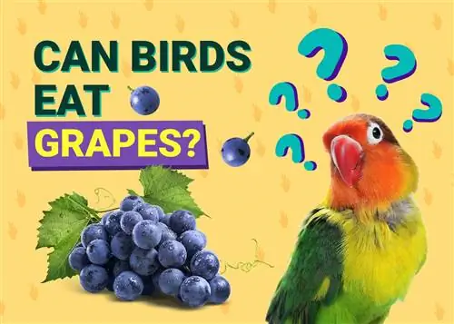 ¿Pueden los pájaros comer uvas? Beneficios & Precauciones