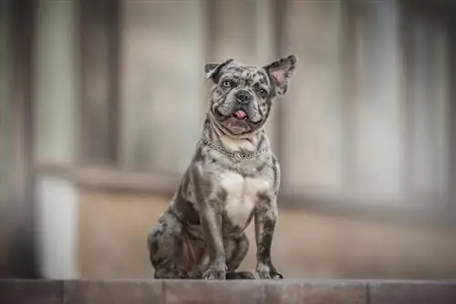 Merle French Bulldog: Сүрөттөр, Каруу боюнча колдонмо, маалымат & Дагы