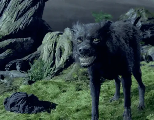 Minkä rotuinen koira Sirius Black on? Elokuvakoirat esitelty