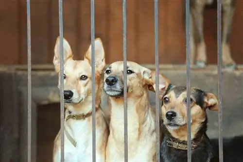 14 fets sobre els gossos del refugi que us faran voler adoptar