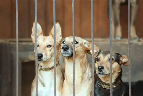 14 Fakta Anjing Penampung yang Akan Membuat Anda Ingin Mengadopsi