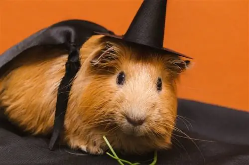 10 Beste Halloween-kostuums voor cavia's in 2023 - Recensies & Topkeuzes