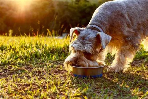 10 แปรงที่ดีที่สุดสำหรับ Schnauzers ในปี 2023 – รีวิว & รายการยอดนิยม