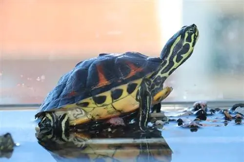 13 základních pomůcek pro želvy, které vám pomohou začít