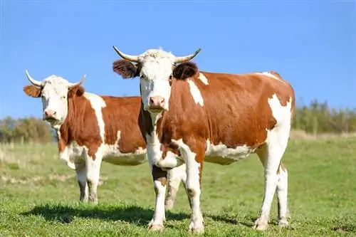 10 základních potřeb pro dobytek, které vám pomohou začít