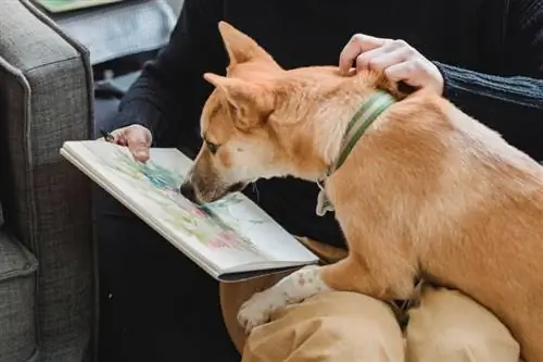 Mi perro comió pintura, ¿qué debo hacer? Hechos aprobados por veterinarios & Riesgos