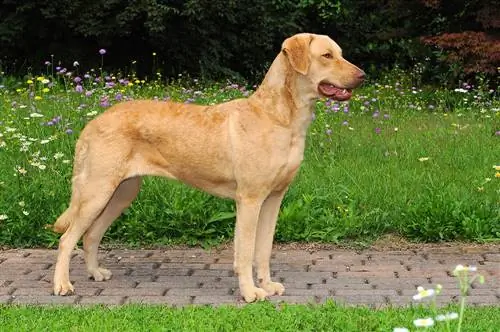 130+ Mga Pangalan ng Chesapeake Bay Retriever: Mga Ideya para sa Matatag na Pangangaso na Aso