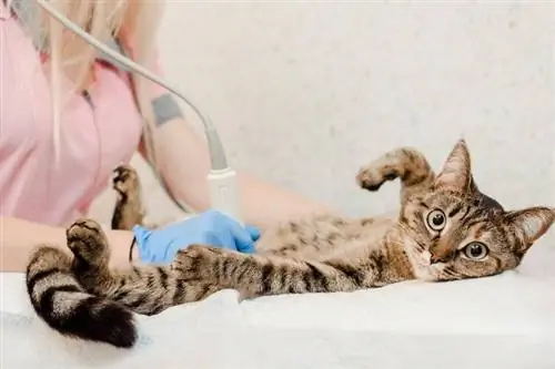 Mennyibe kerül egy ultrahang egy macskának? (2023-as frissítés)