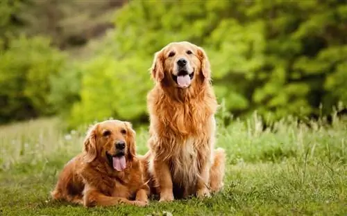 3 tipos comunes de color de Golden Retriever (con imágenes)