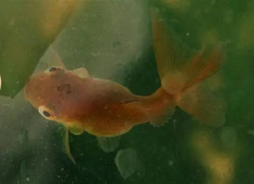 Istina o zlatnoj ribici uvijenih škrga: Nauka recenzirana od strane veterinara & Info