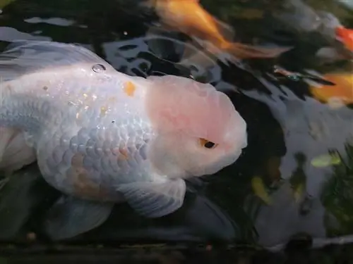 7 motivi per cui il tuo pesce rosso sta diventando bianco & Cosa fare al riguardo (Guida approvata dal veterinario)