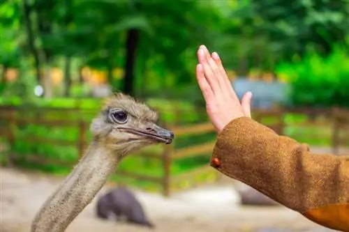 ¿Los avestruces se sienten atraídos por los humanos? Lo que dice la ciencia