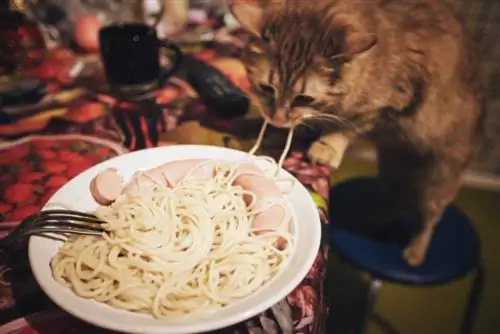 შეუძლიათ კატებს მაკარონის ჭამა? (Noodles, სპაგეტი, Mac & ყველი)