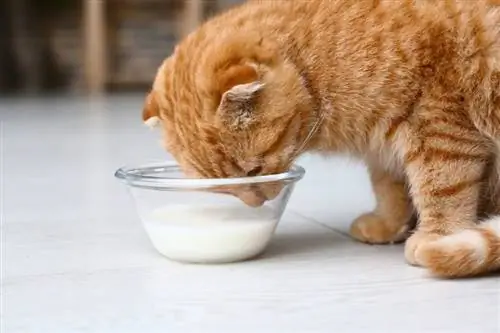האם חתולים יכולים לשתות חלב של כלבים? עובדות & שאלות נפוצות